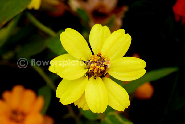 Zinnia grandiflora yellow