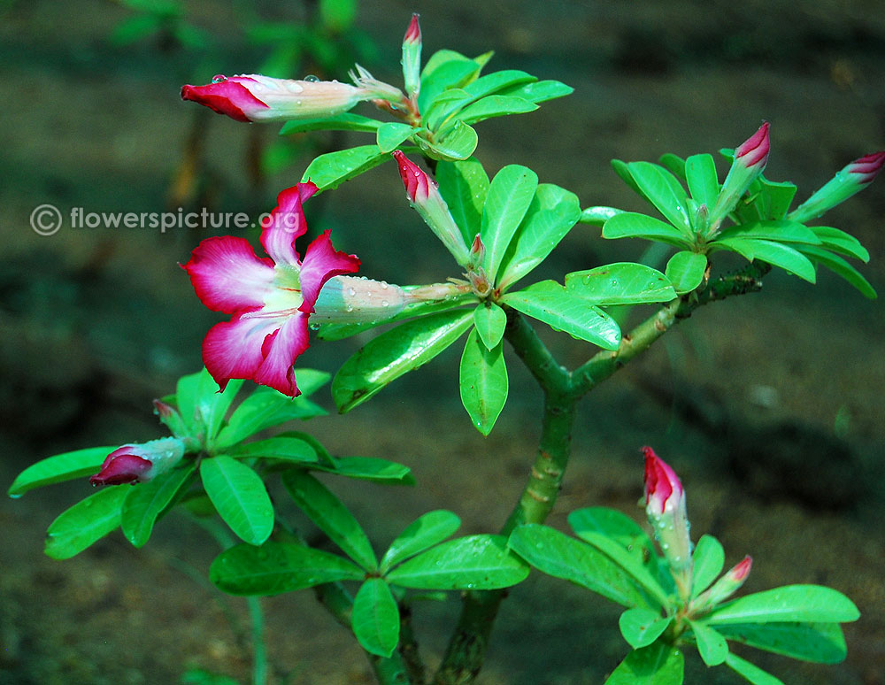 thumbnail image 2 of Barbie Desert Rose Adenium Obesum Seedling – Small Rooted Plant 4-6 Inches 2 of 6