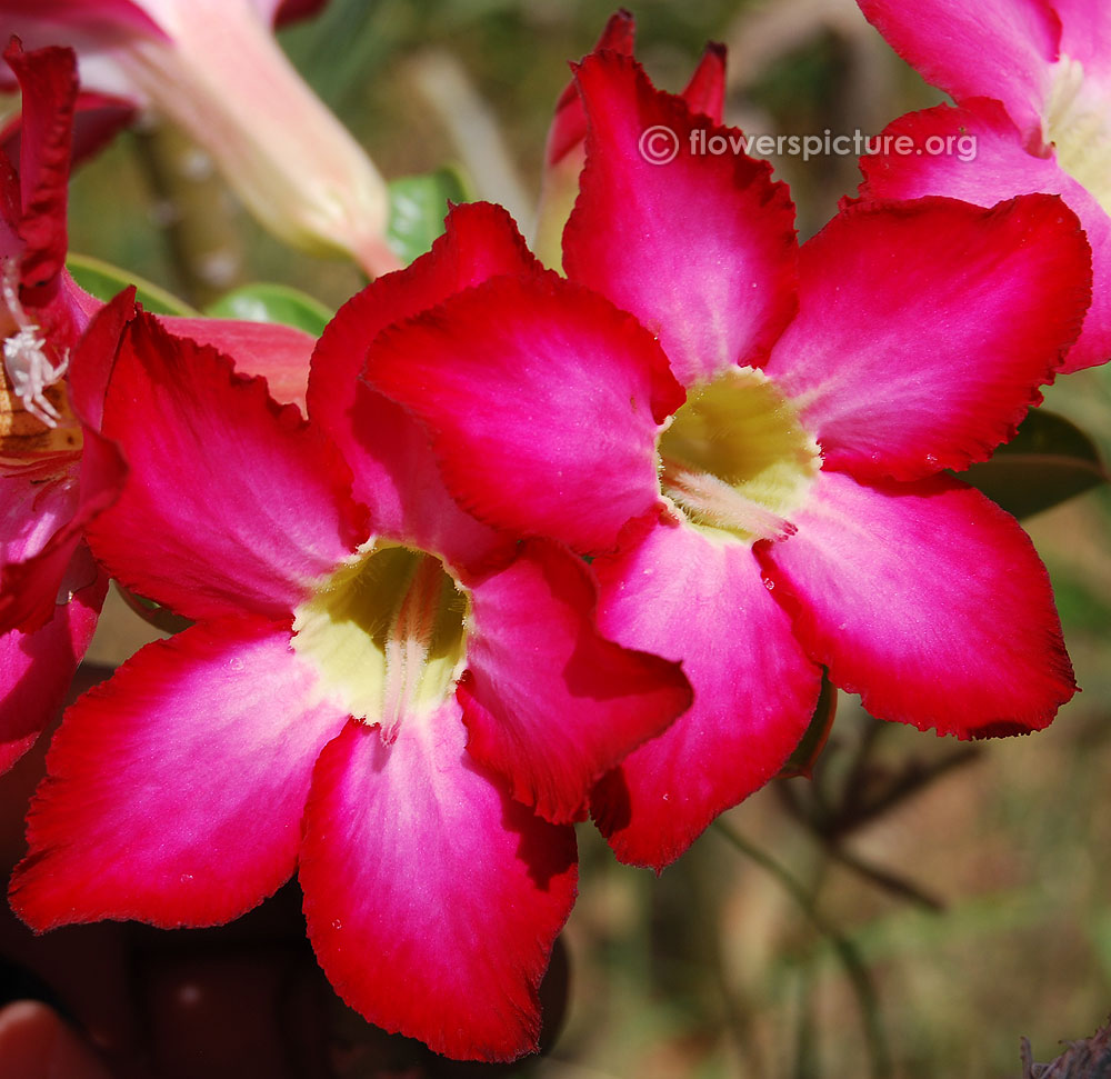 King Adenium Desert Rose Seeds – 1000 Fresh Seeds, Assorted Mixed Colors, Adenium Obesum, New Harvest
