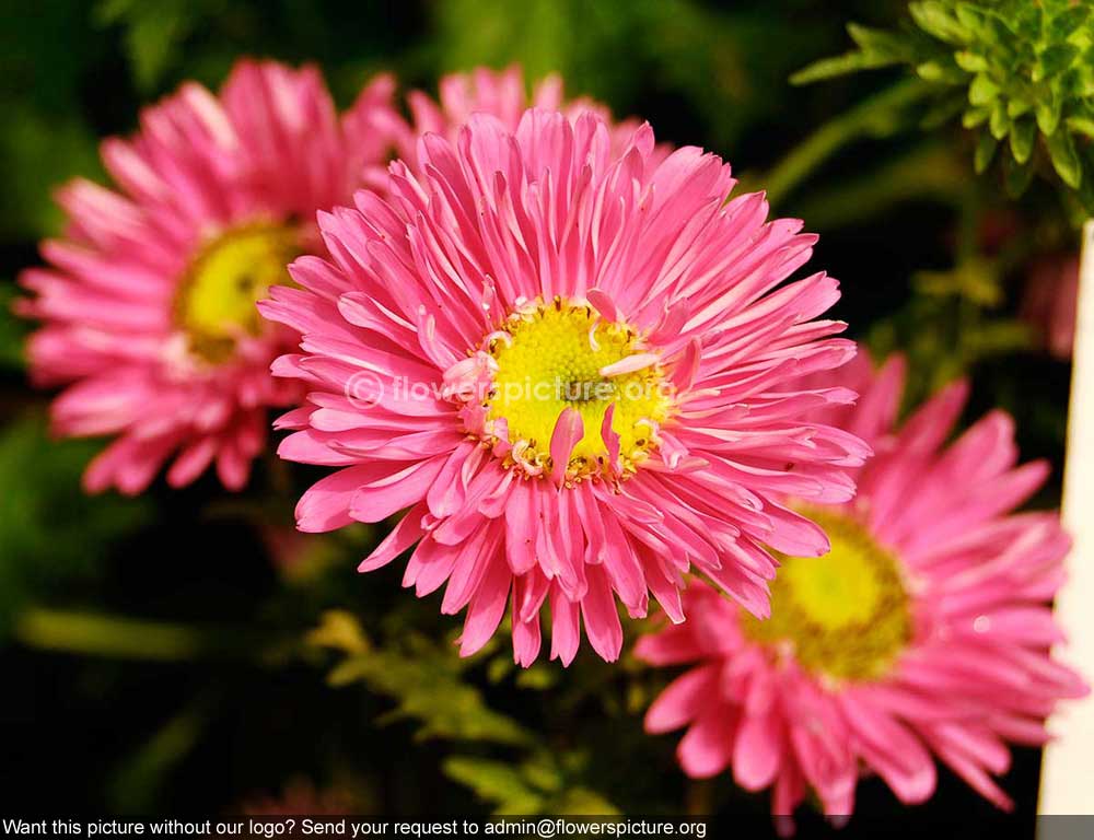  Aster  Pink  Banglore Flower Show Jan 2013