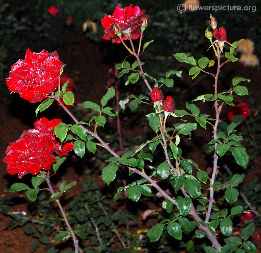 Black forest rose plant & foliage