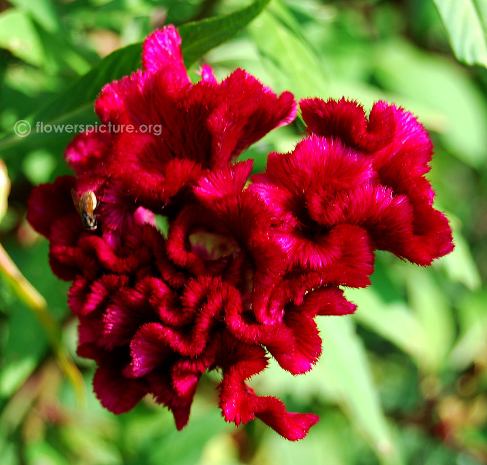 100+ Giant Fuchsia Cockscomb Seeds – Celosia Cristata – Easy Grow, Summer Flower