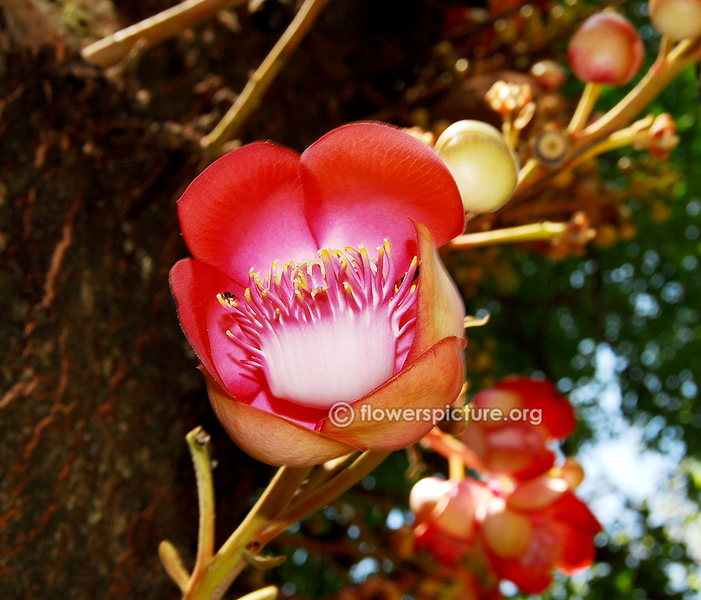 Couroupita guianensis flower black variety | Cannonball tree with rare ...