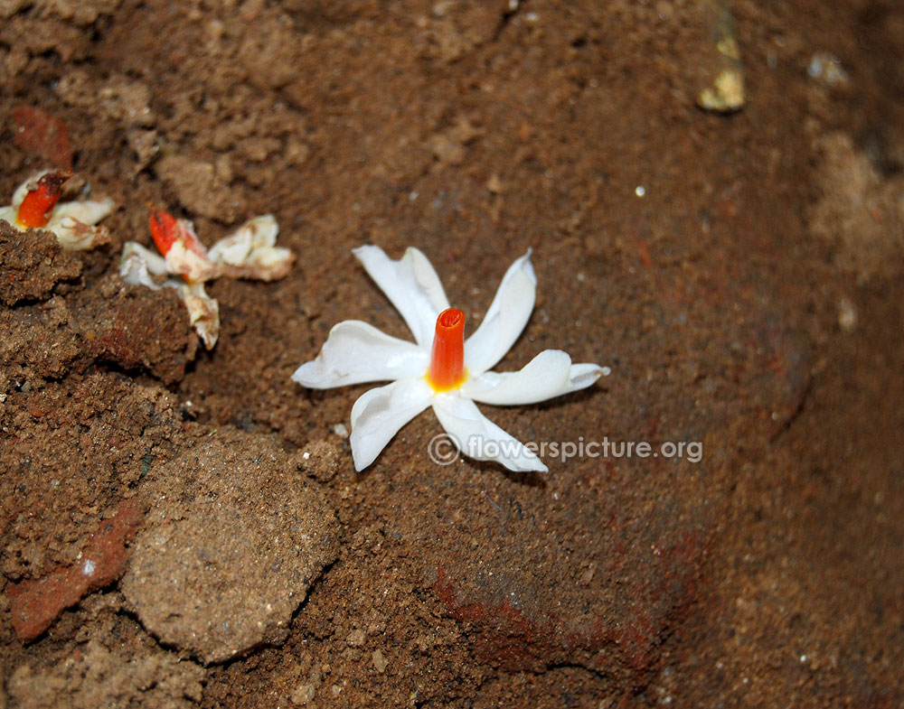 Coral jasmine-Fallen flower