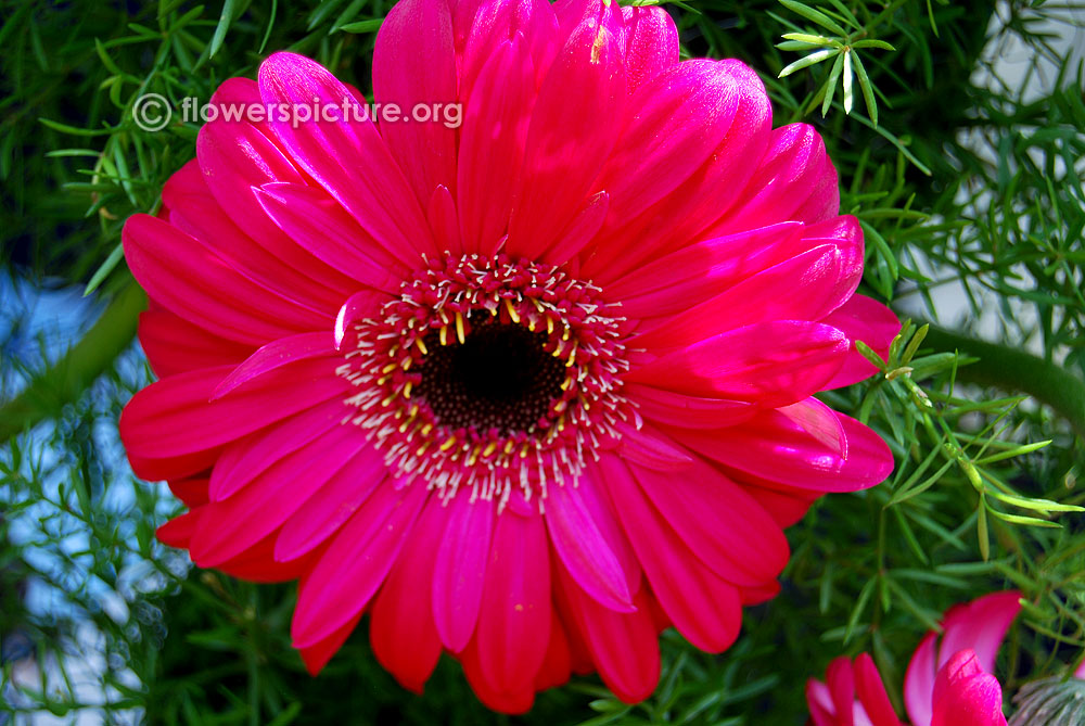 Pink gerbera daisy | Gerbera hybrida