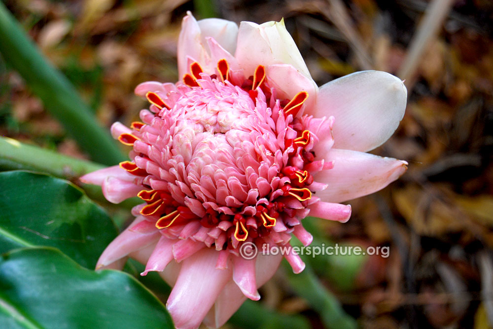 Pink ginger lily
