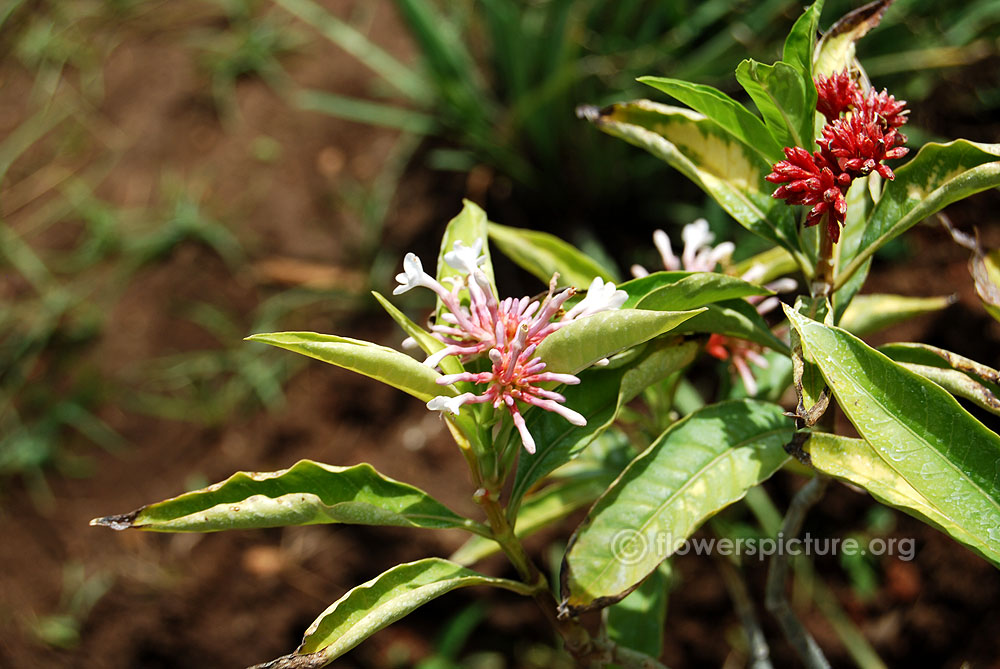 Rauvolfia serpentina flowers, buds & plant