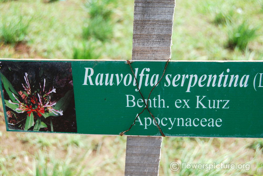 Rauwolfia serpentina benth ex kurz