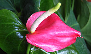 Anthurium andraeanum flower varieties