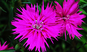 dianthus flower varieties