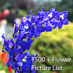 Flower Picture List