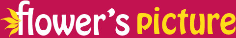 FlowersPicture.org Logo