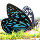 Srirangam Butterfly Park