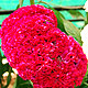 Cockscomb flower varieties