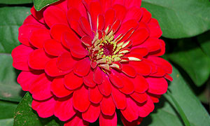 Zinnia flower varieties