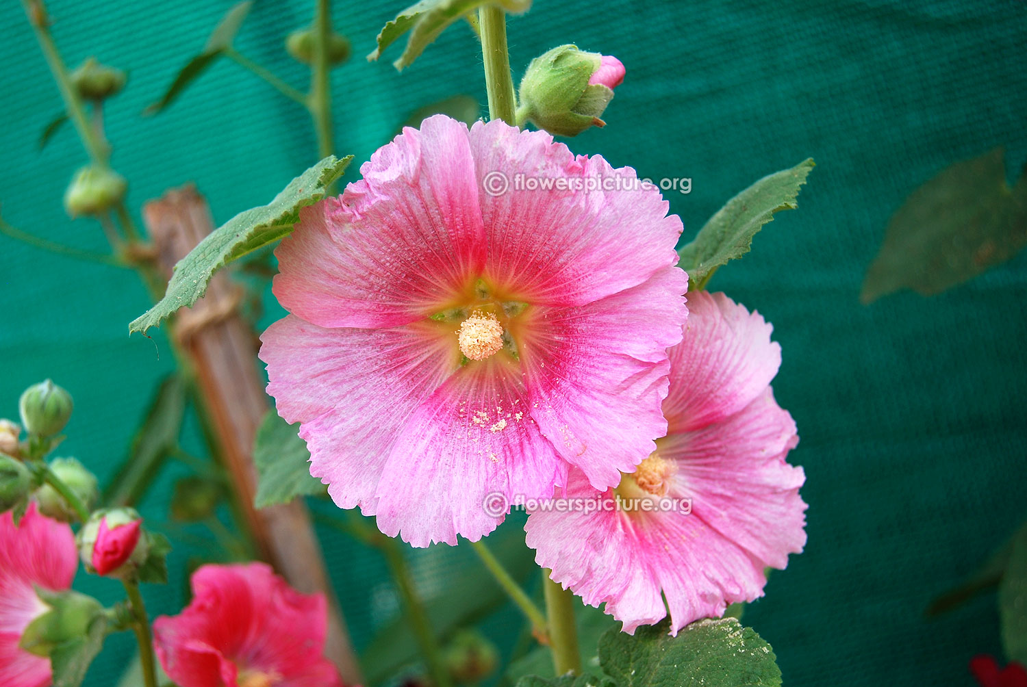 Hollyhock (Alcea rosea) 'Radiant Rose' - Buy Online at Annie's Annuals