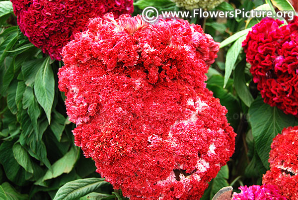 Giant head shaped red cockscomb