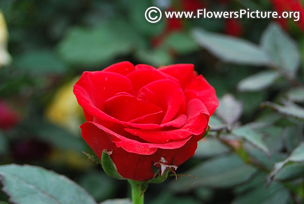 Red miniature rose lalbagh botanical garden flower show 2019
