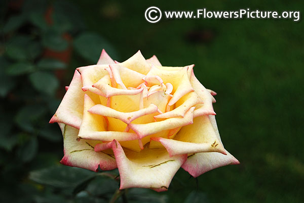 Yellow pink pot rose