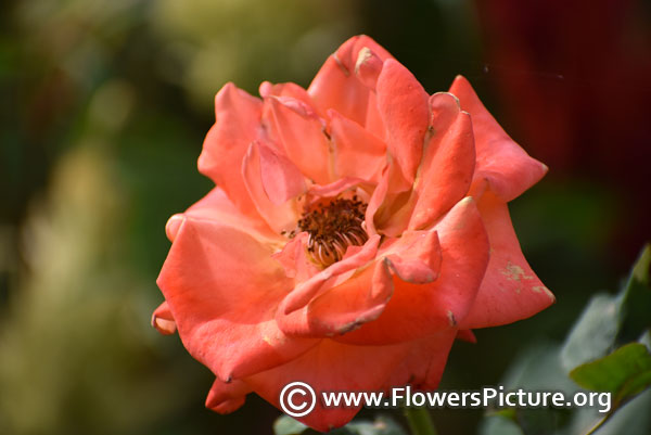 Apricot orange rose