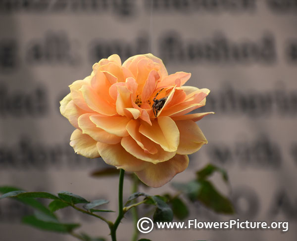 Apricot yellow rose