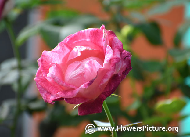 Baby pink rose