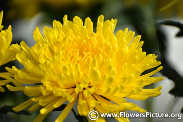 Big yellow chrysanthemums