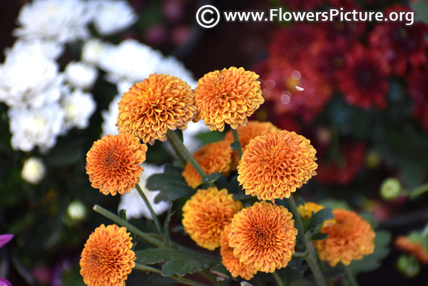 Bronze button chrysanthemum