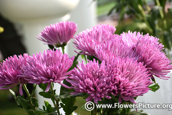 Chrysanthemum anastasia pink