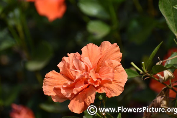 Double peach hibiscus