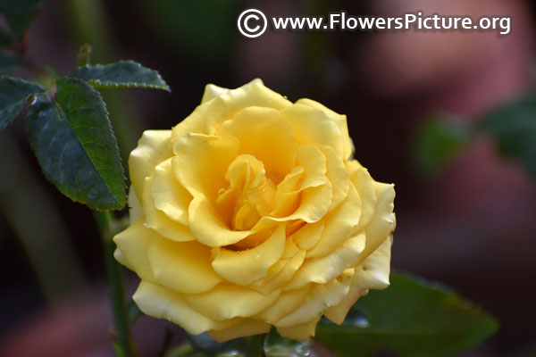 High and yellow magic rose