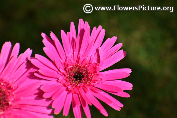 Magenta gerbera daisy