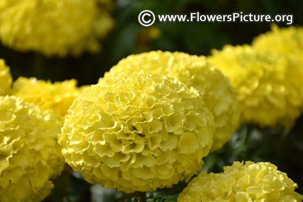 Marigold moonstruck lemon yellow