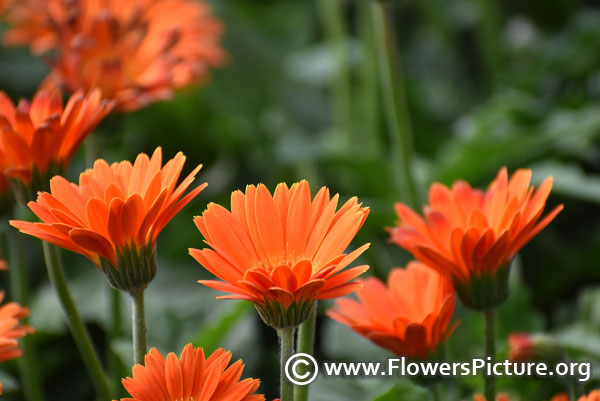 Orange gerbera daisy