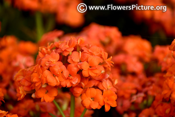 Orange kalanchoe flower