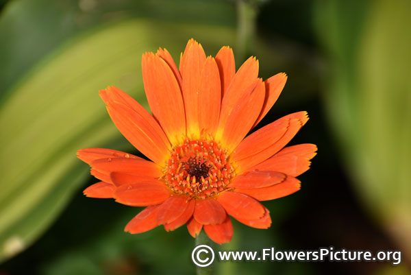 Orange miniature gerbera daisy