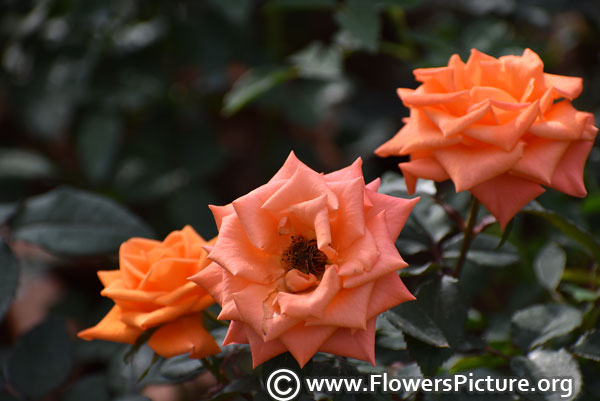 Orange miniature pot rose