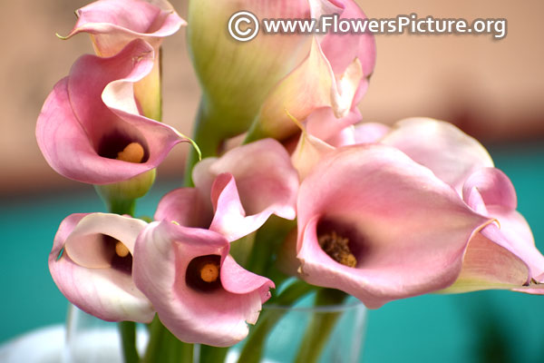 Pink calla lily