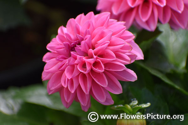 Pink dahlia