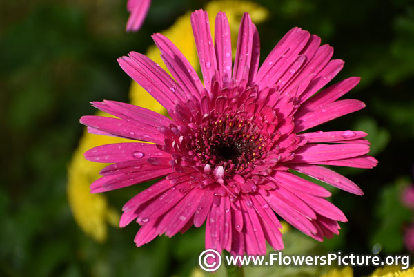 Pink gerbera daisy