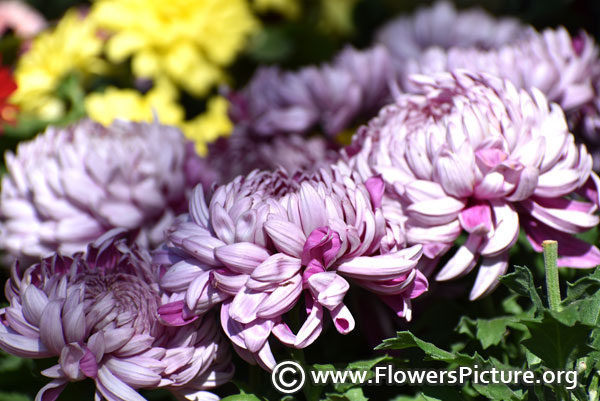 Pink hardy chrysanthemums