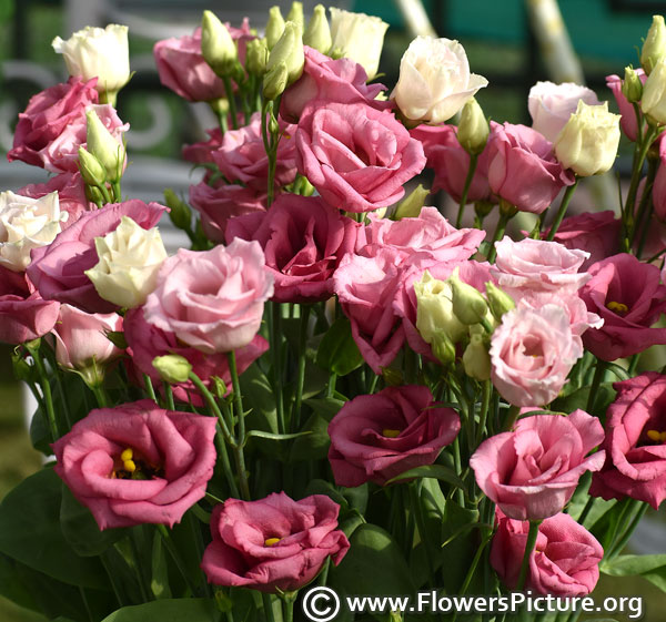 Pink lisianthus flowers