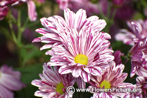 purple striped chrysanthemum 