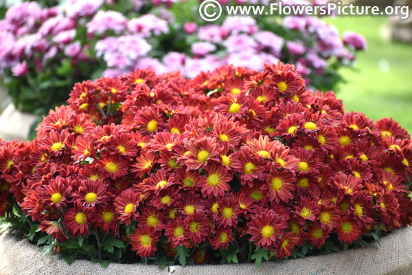 Red chrysanthemum