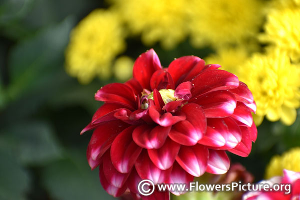 Red white double color dahlia