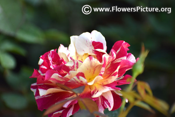 Red white striped rose