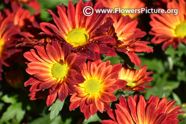 Red yellow double chrysanthemum