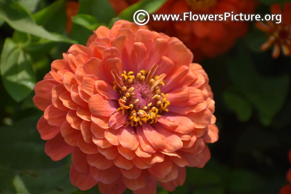 Salmon zinnia