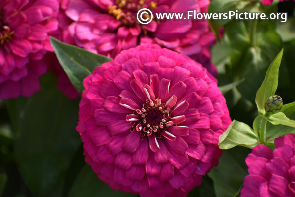 Zinnia elegans purple prince