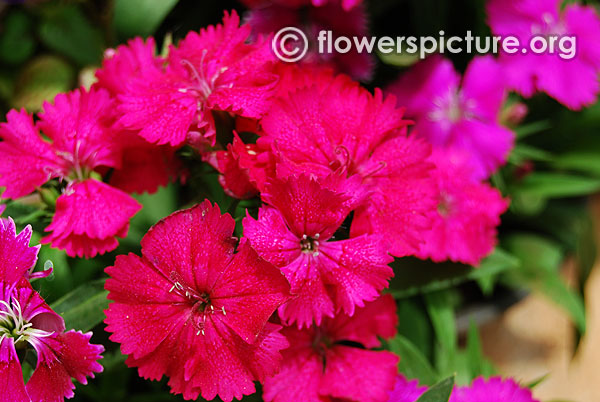 Dianthus wicked witch